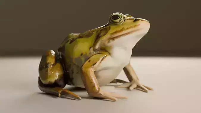 Realistic Frog 3D Model Game-Ready  PBR Textured Low-poly 3D model