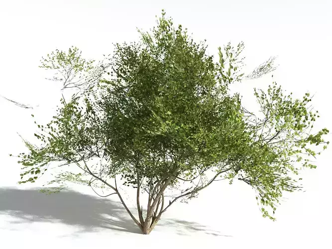 EVERYPlant European Hazel LowPoly