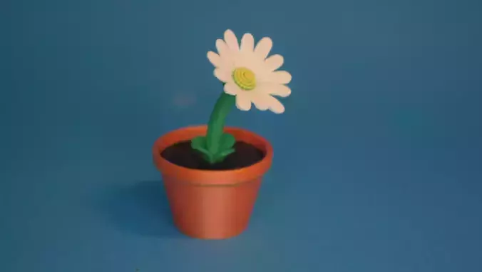 lovely colorful potted daisy
