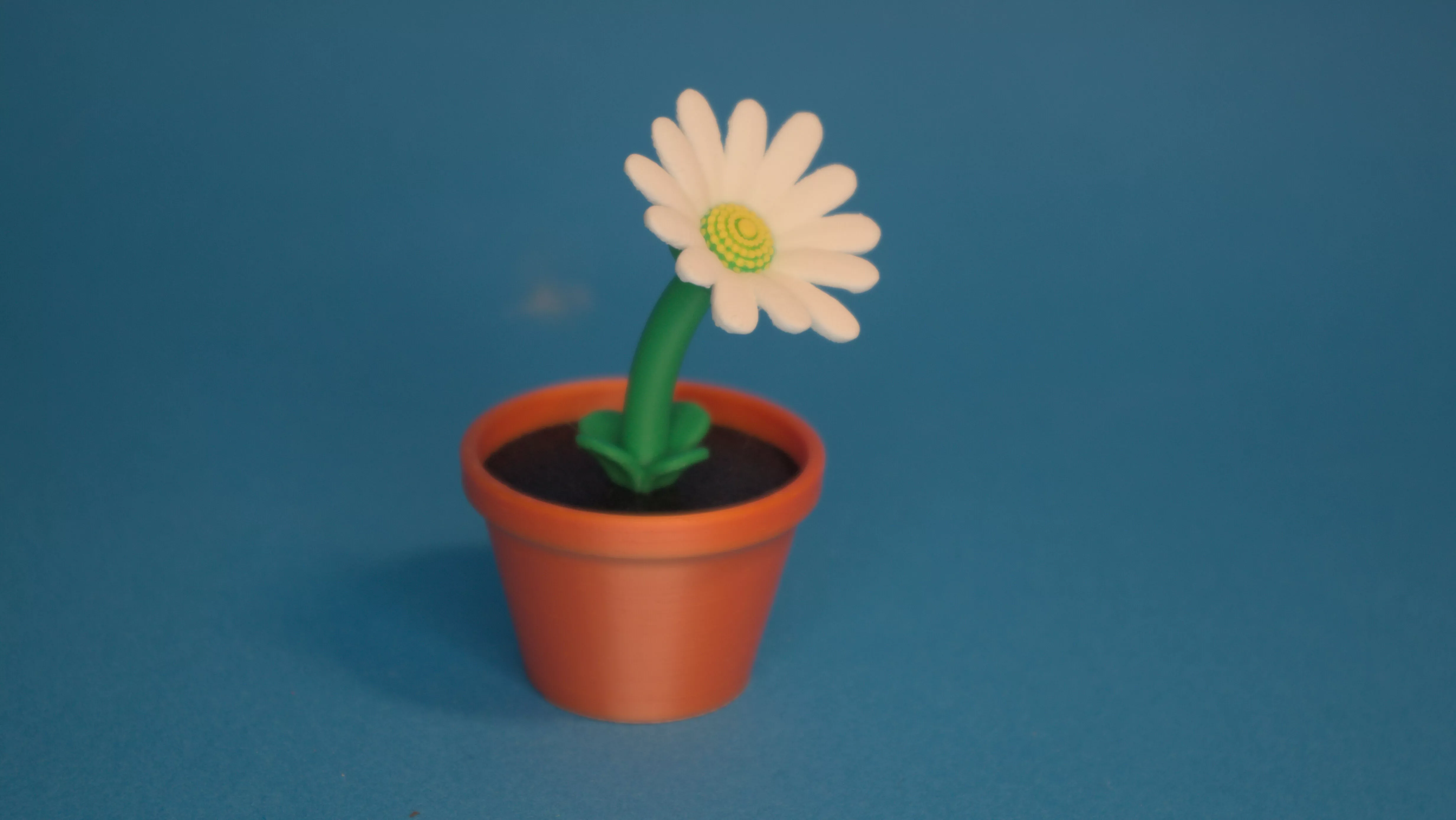lovely colorful potted daisy 3D print model