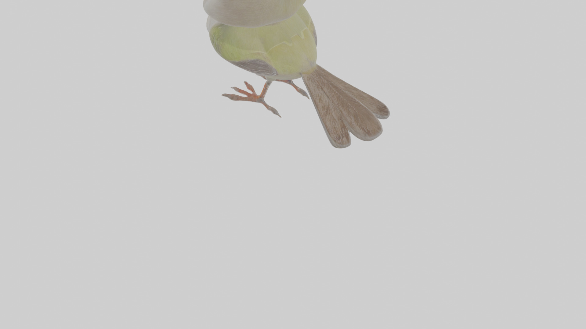 Cartoon Gerygone Low-poly 3D model_6