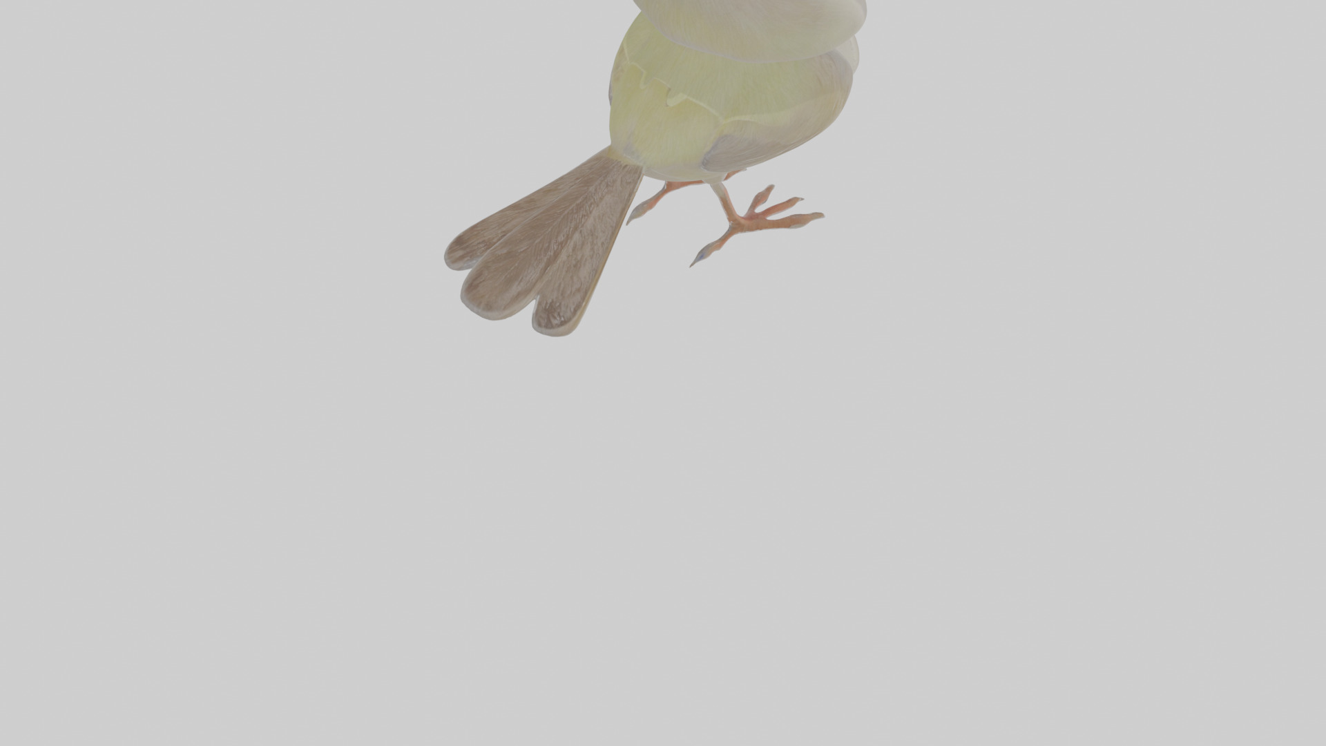 Cartoon Gerygone Low-poly 3D model_7