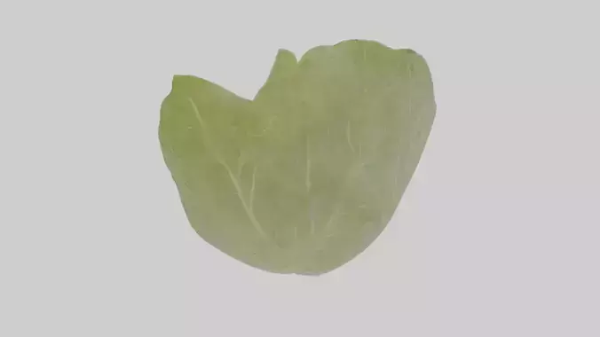 Cartoon Kale Leaf Low-poly 3D model