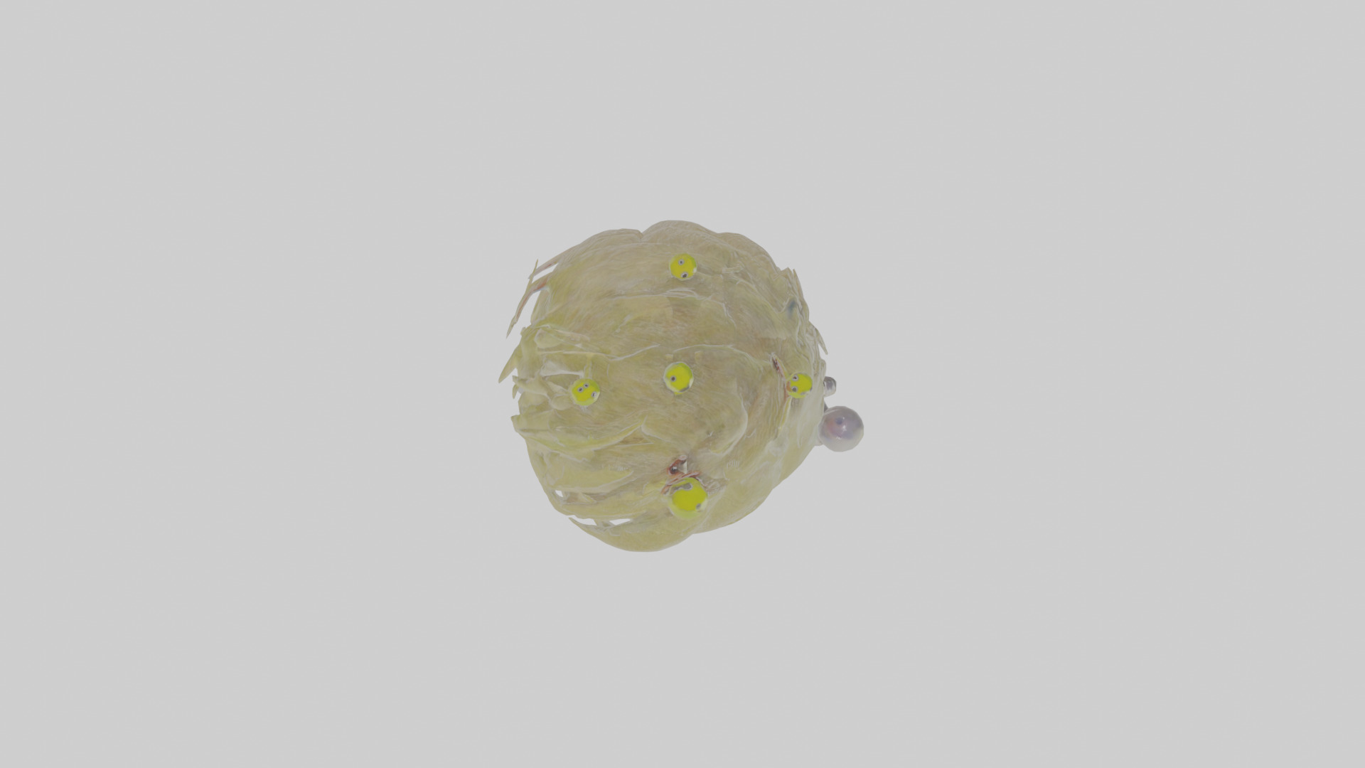 Cartoon Kinglet Low-poly 3D model_21