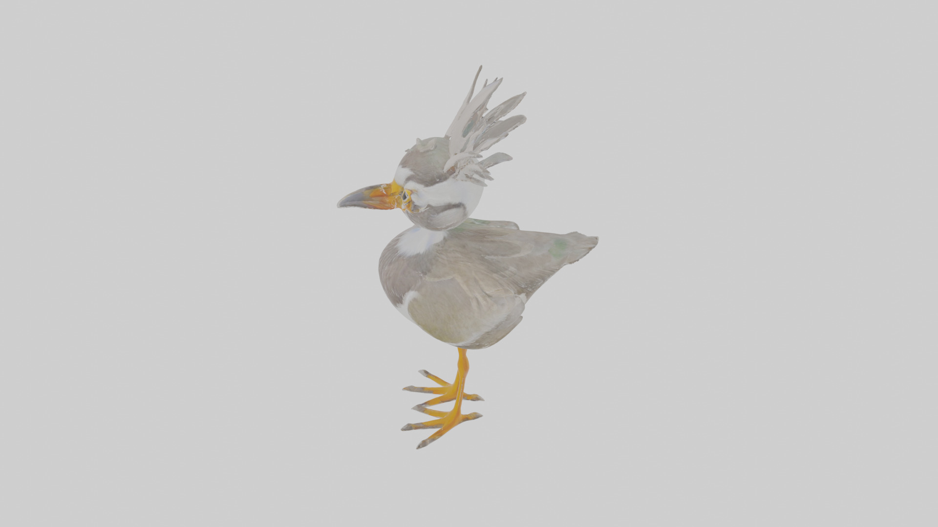 Cartoon Lapwing Low-poly 3D model_26