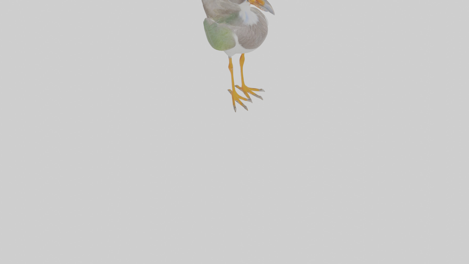Cartoon Lapwing Low-poly 3D model_9
