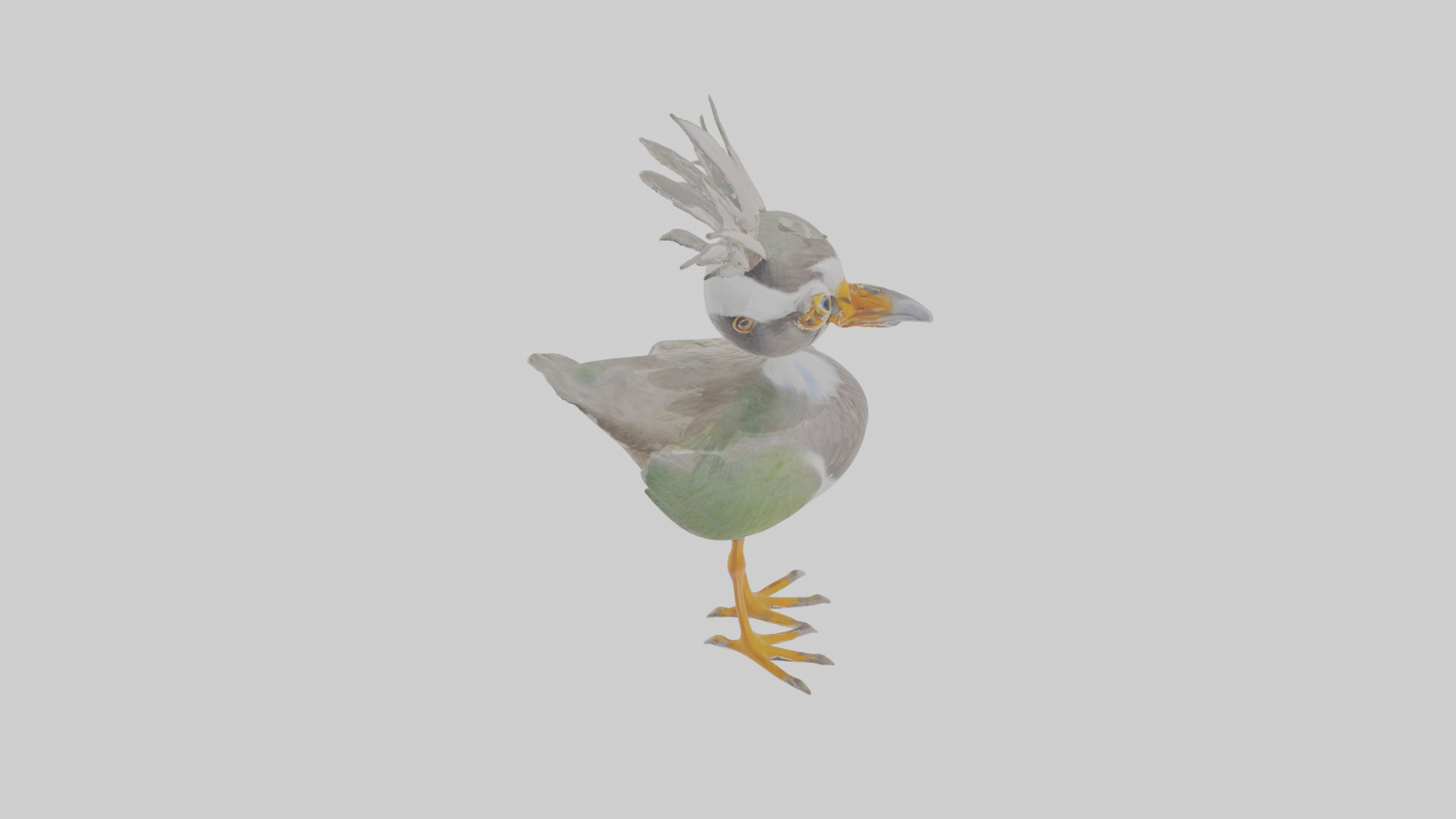 Cartoon Lapwing Low-poly 3D model_28