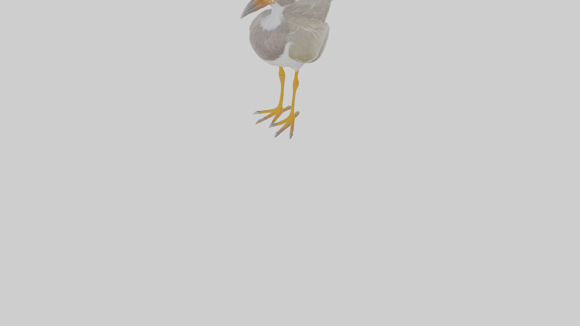 Cartoon Lapwing Low-poly 3D model_6