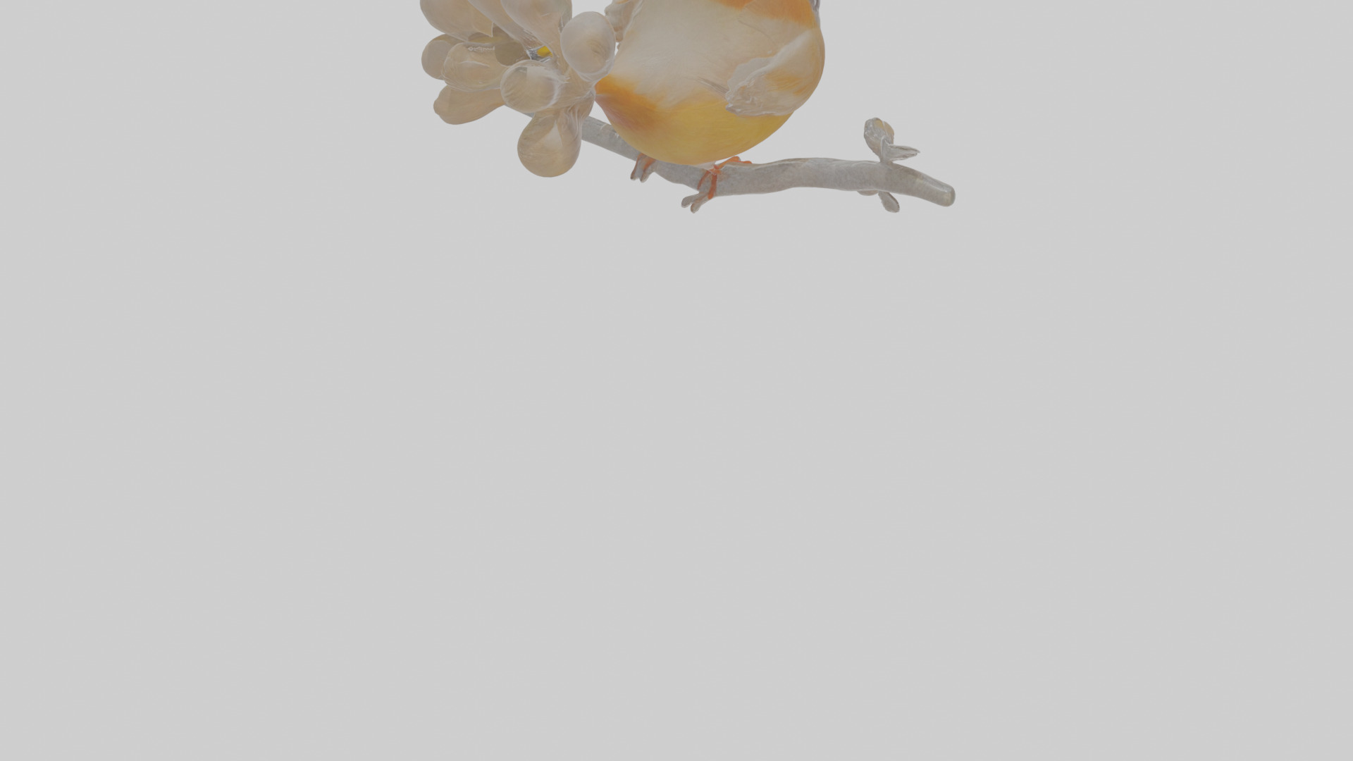 Cartoon Laughingthrush Low-poly 3D model_8