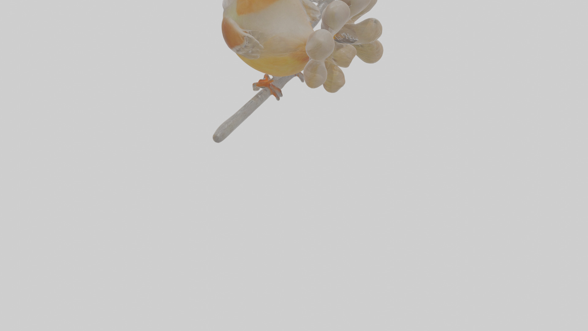 Cartoon Laughingthrush Low-poly 3D model_6