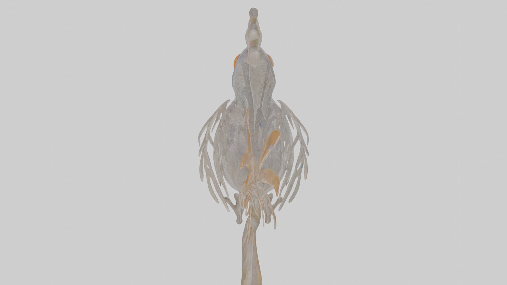 Cartoon Lyrebird Low-poly 3D model_24