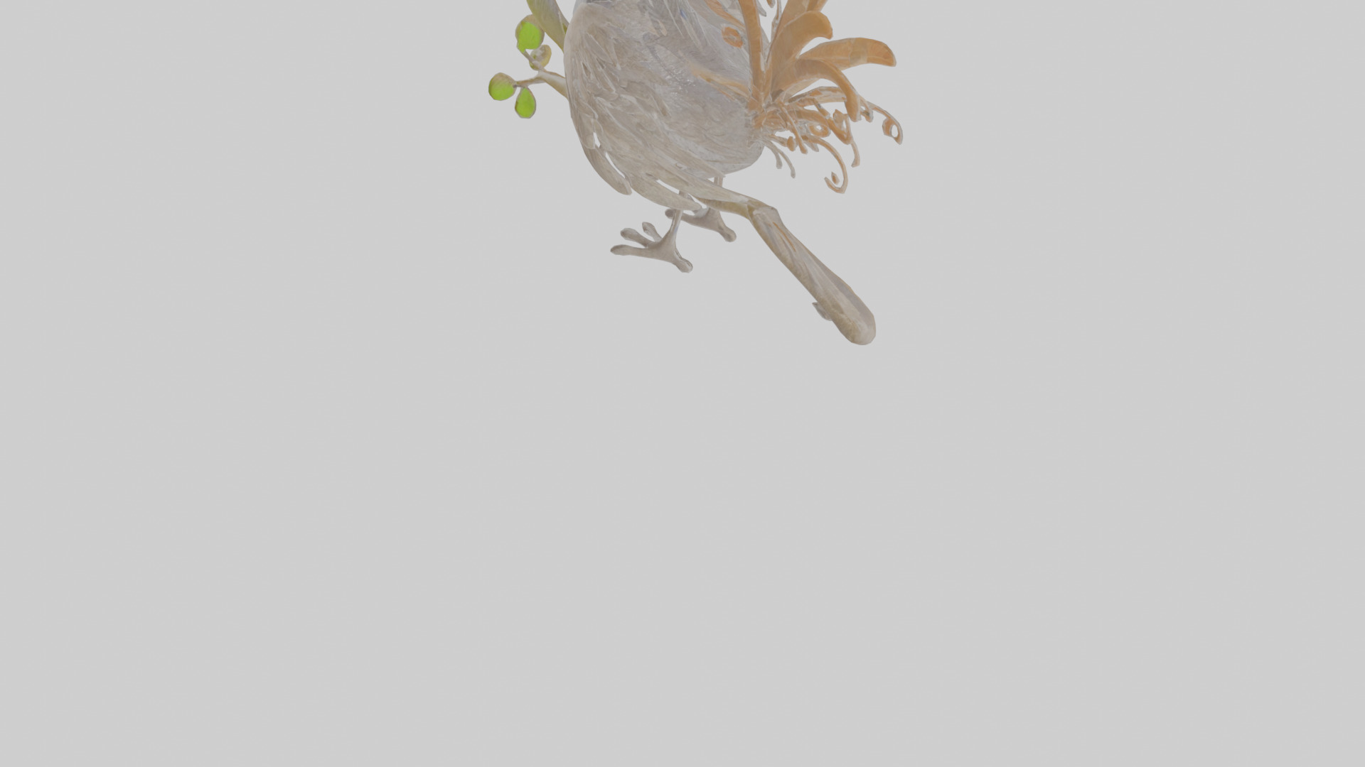 Cartoon Lyrebird Low-poly 3D model_6