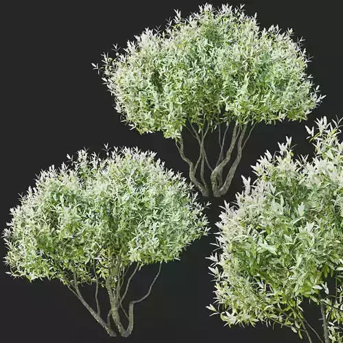 Salix integra Hakuro Nishiki multi-stem 3D model