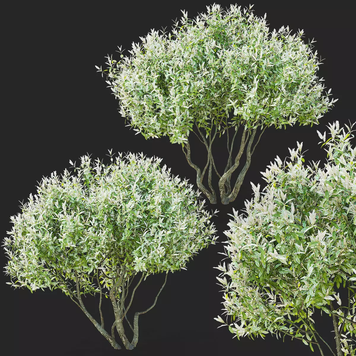 Salix integra Hakuro Nishiki multi-stem 3D model_0