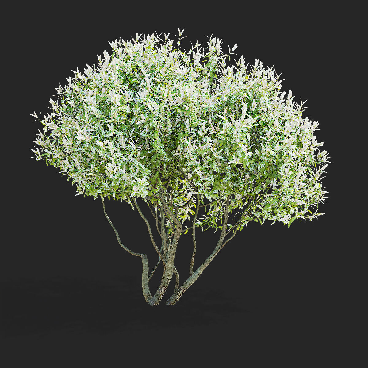 Salix integra Hakuro Nishiki multi-stem 3D model_3