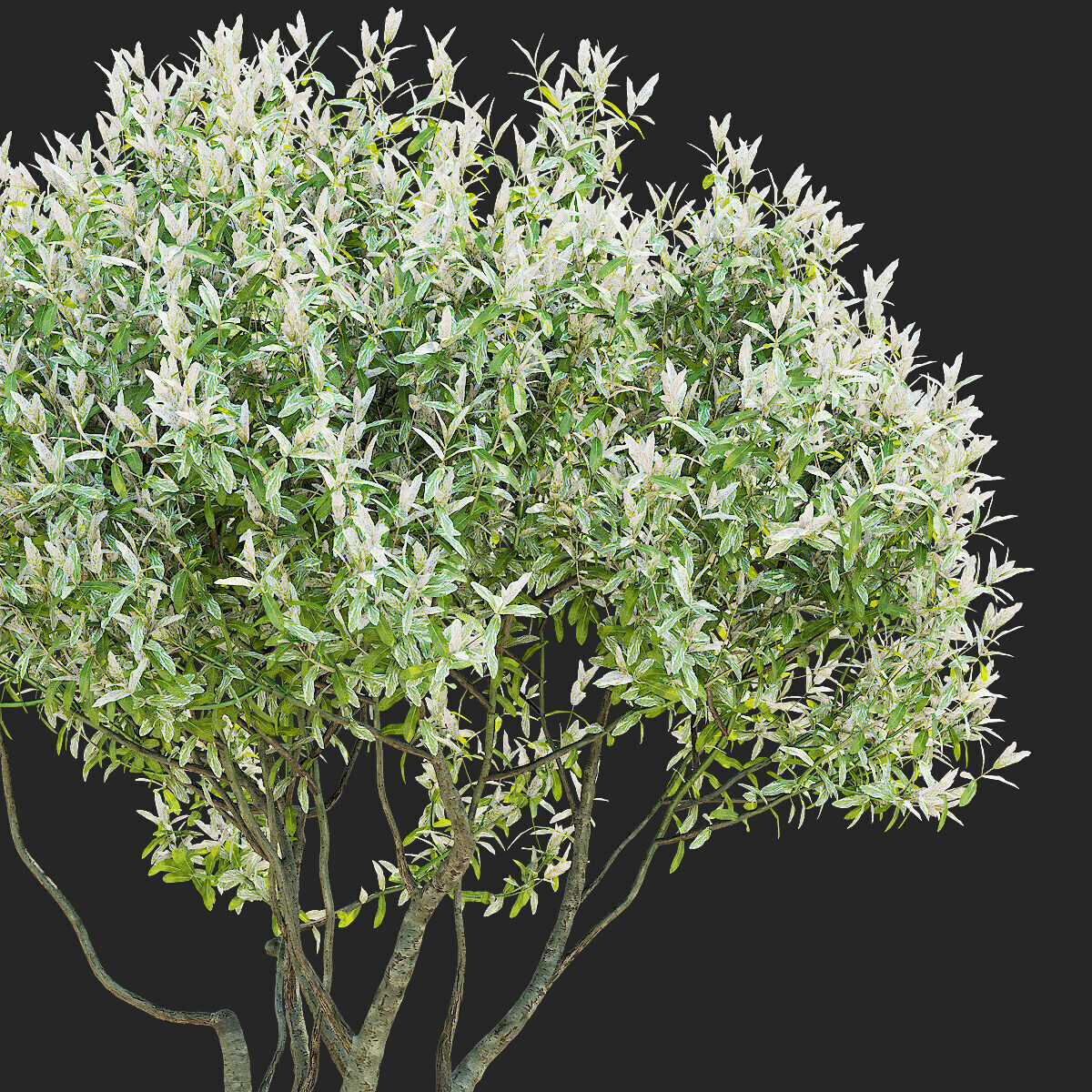 Salix integra Hakuro Nishiki multi-stem 3D model_5