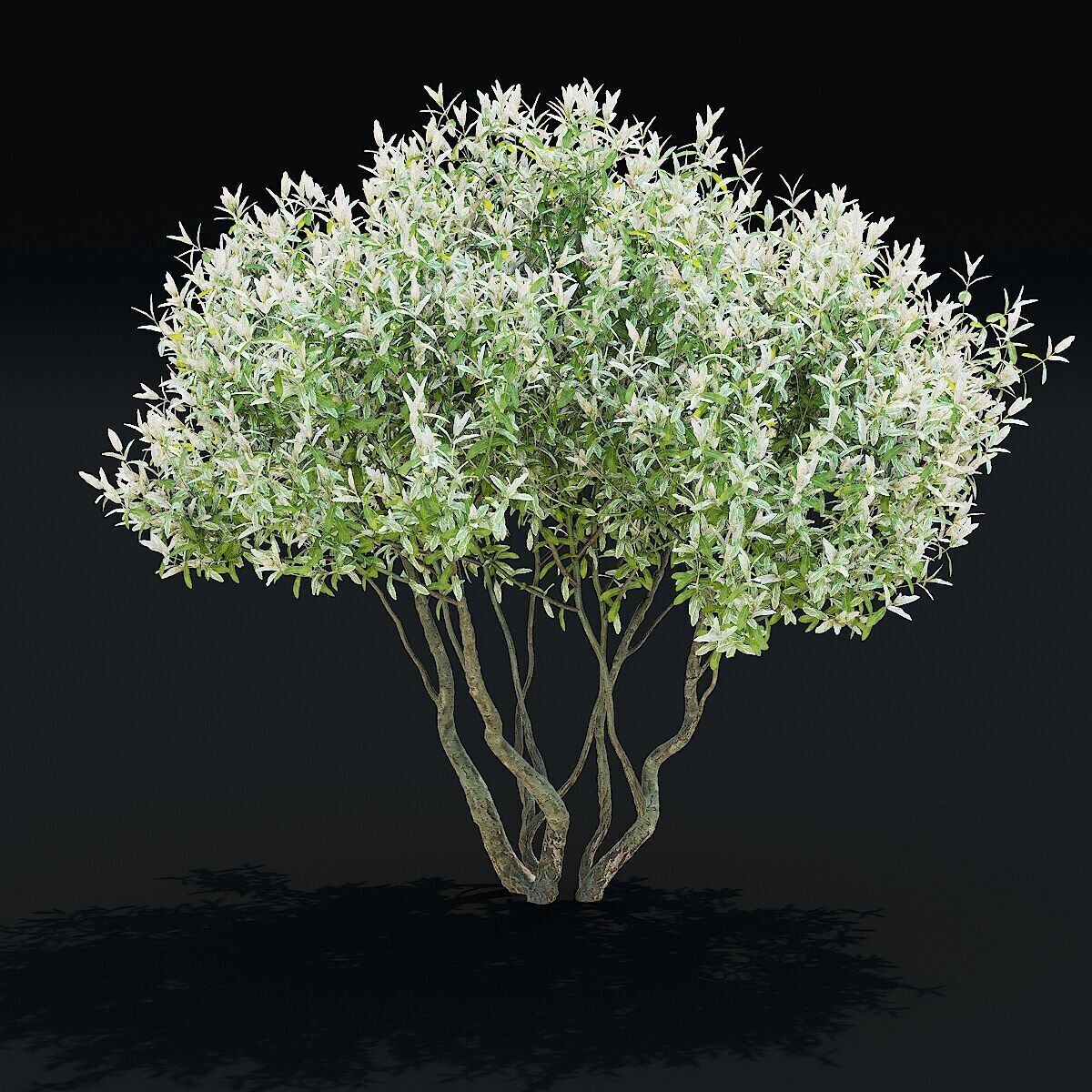 Salix integra Hakuro Nishiki multi-stem 3D model_1