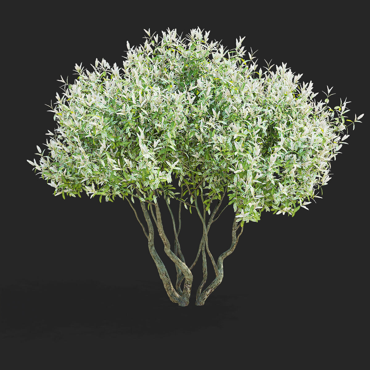 Salix integra Hakuro Nishiki multi-stem 3D model_2