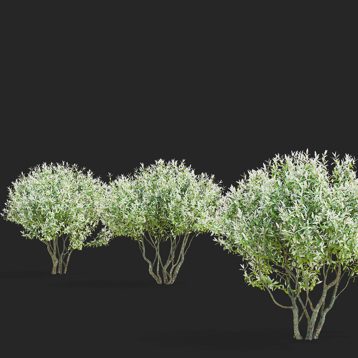 Salix integra Hakuro Nishiki multi-stem 3D model_8