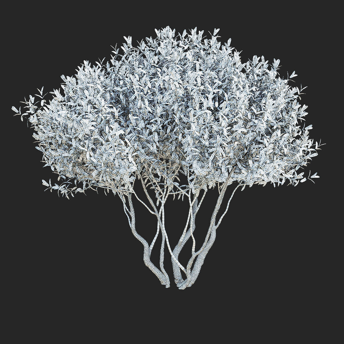 Salix integra Hakuro Nishiki multi-stem 3D model_7