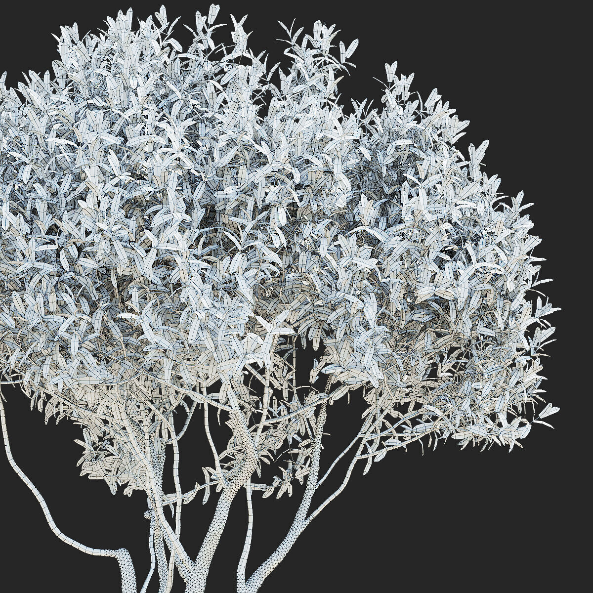 Salix integra Hakuro Nishiki multi-stem 3D model_6