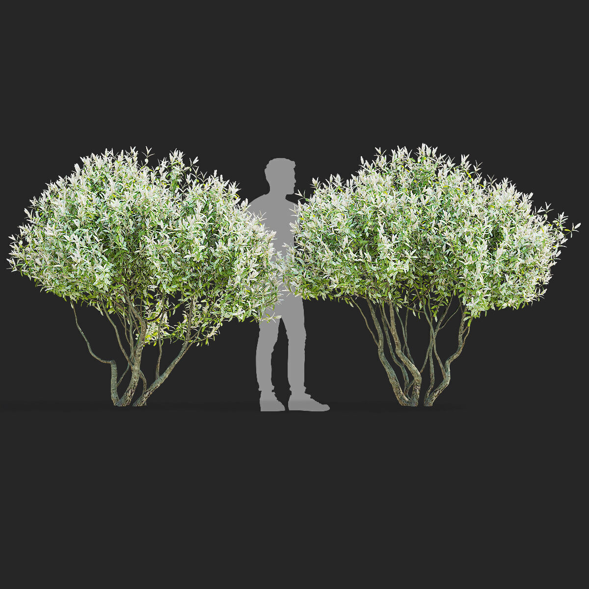 Salix integra Hakuro Nishiki multi-stem 3D model_4