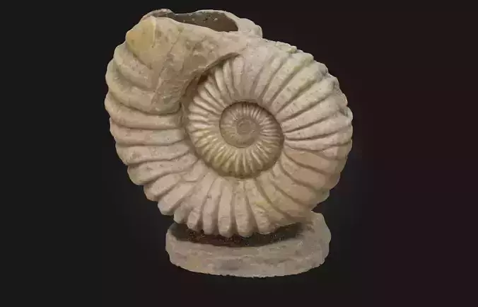 Ammonite Elegance Timeless Beauty from the Depths of History 3D model