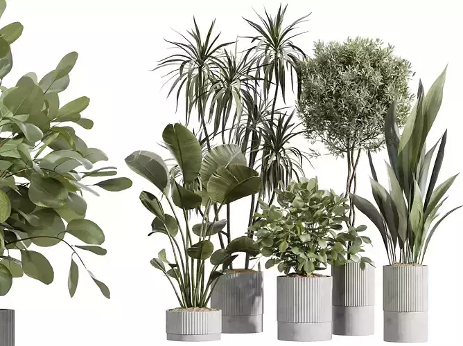 AV Indoor Plants Set 245 Bird Of Paradise Olive Iron Plant