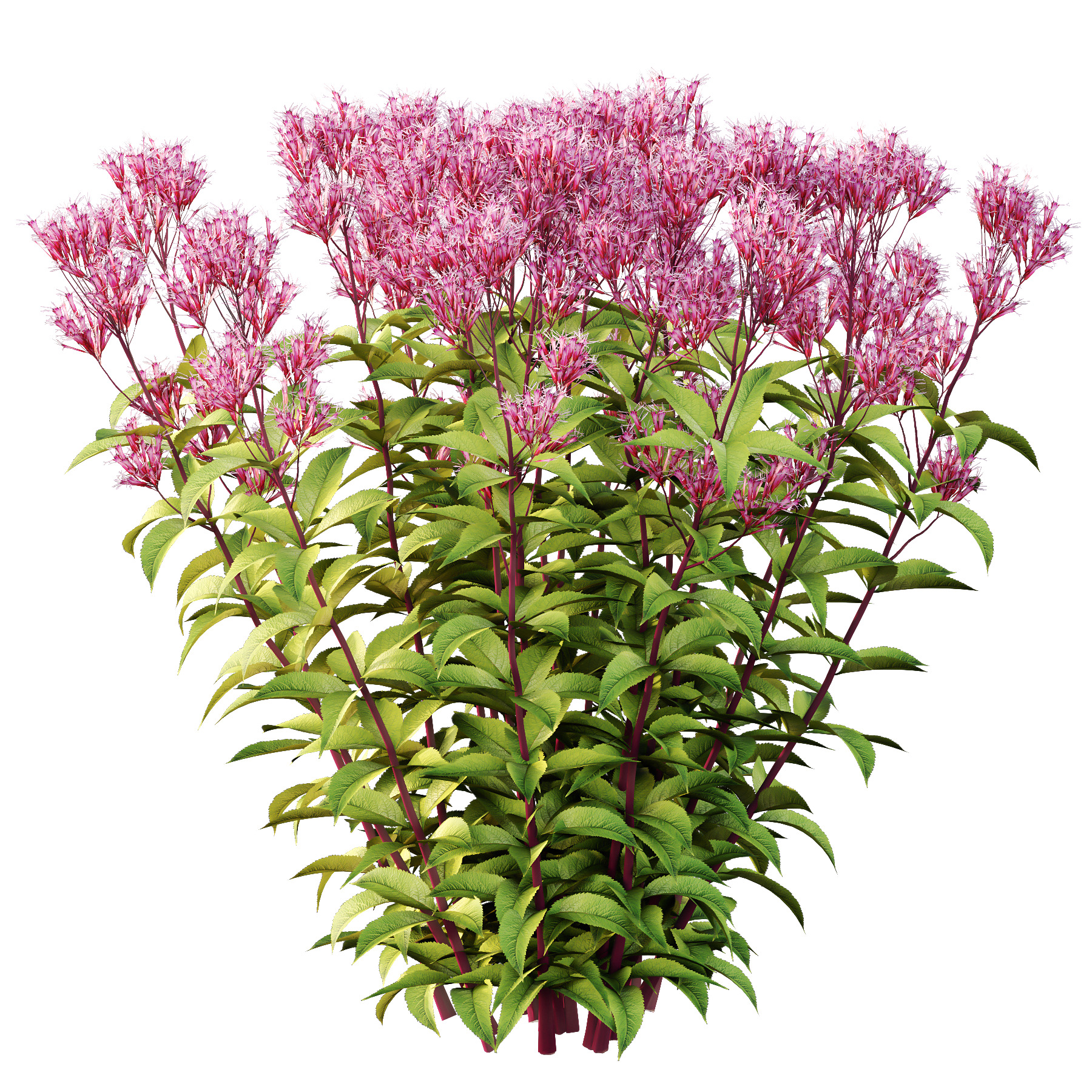 Different bush 16 3D model_1