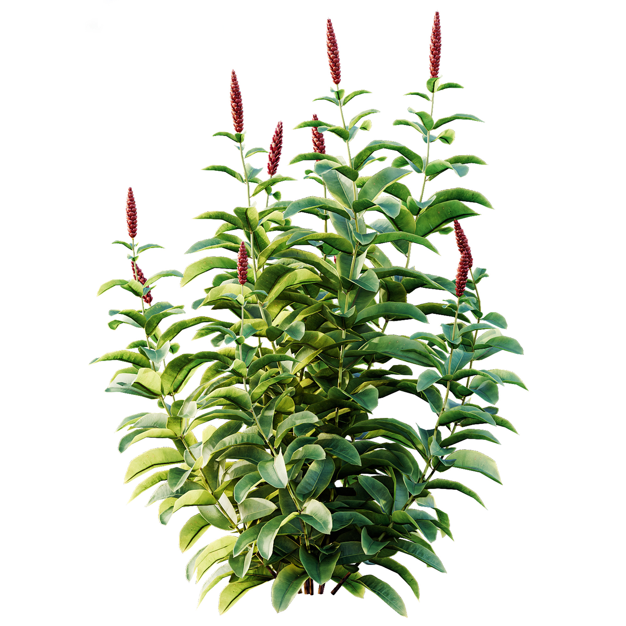 AV Colorful spring bushes Rhododendron and Malay Ginger 3D model_7