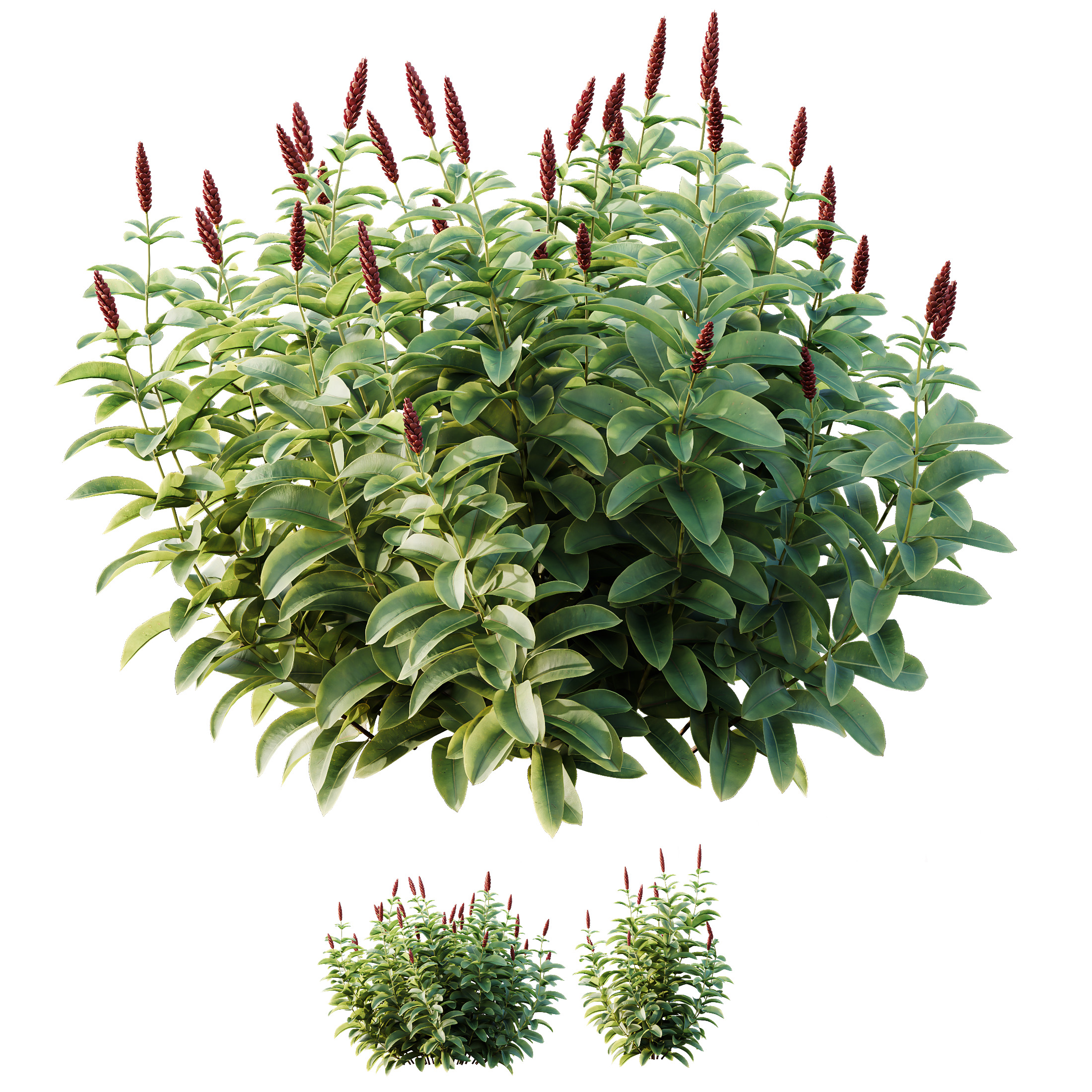 AV Colorful spring bushes Rhododendron and Malay Ginger 3D model_5