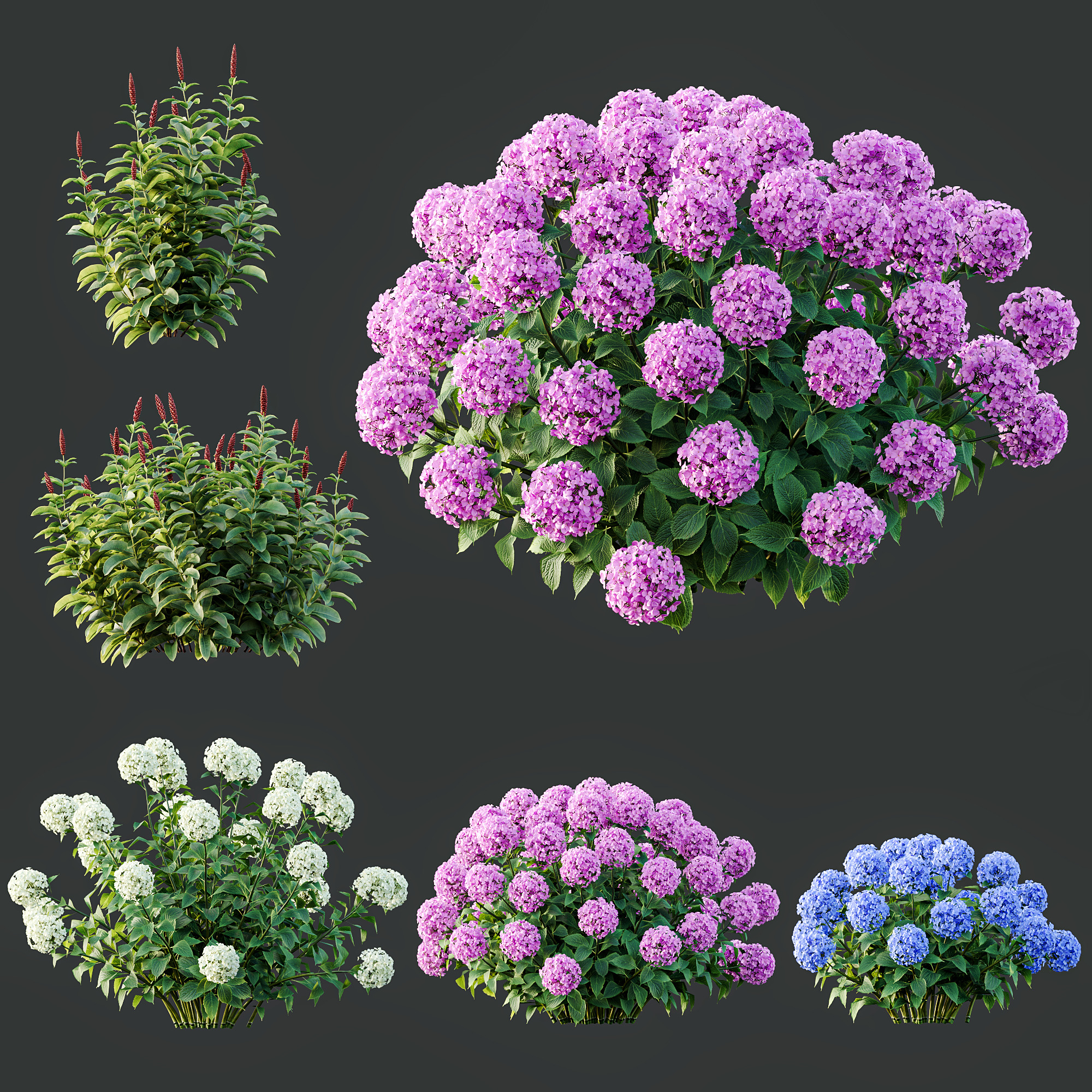AV Colorful spring bushes Rhododendron and Malay Ginger 3D model_10