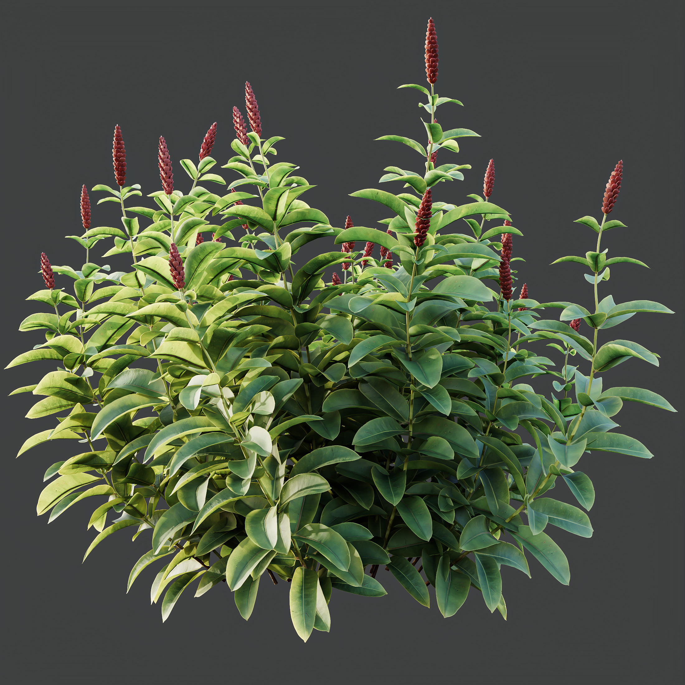 AV Colorful spring bushes Rhododendron and Malay Ginger 3D model_9