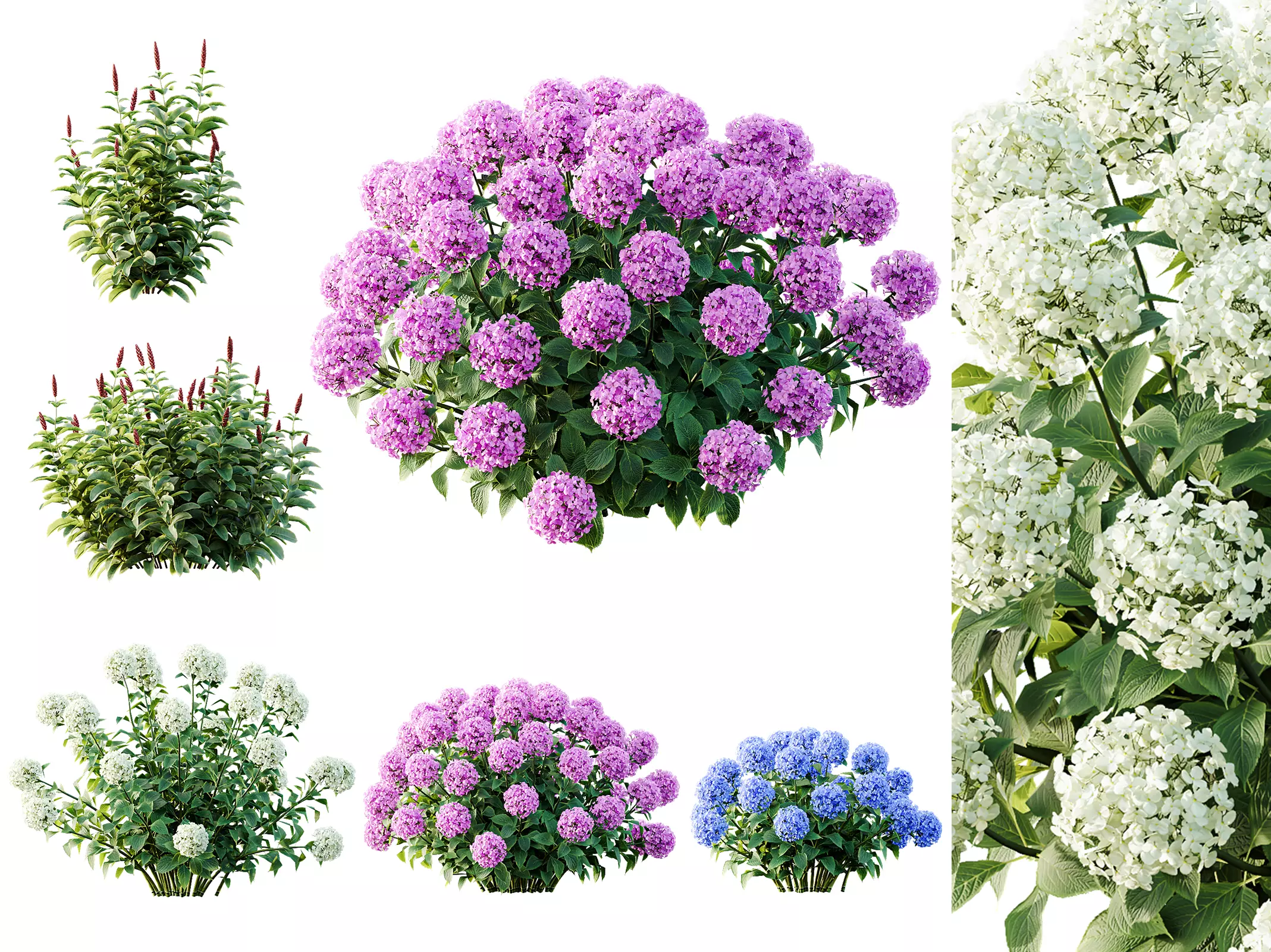 AV Colorful spring bushes Rhododendron and Malay Ginger 3D model_0