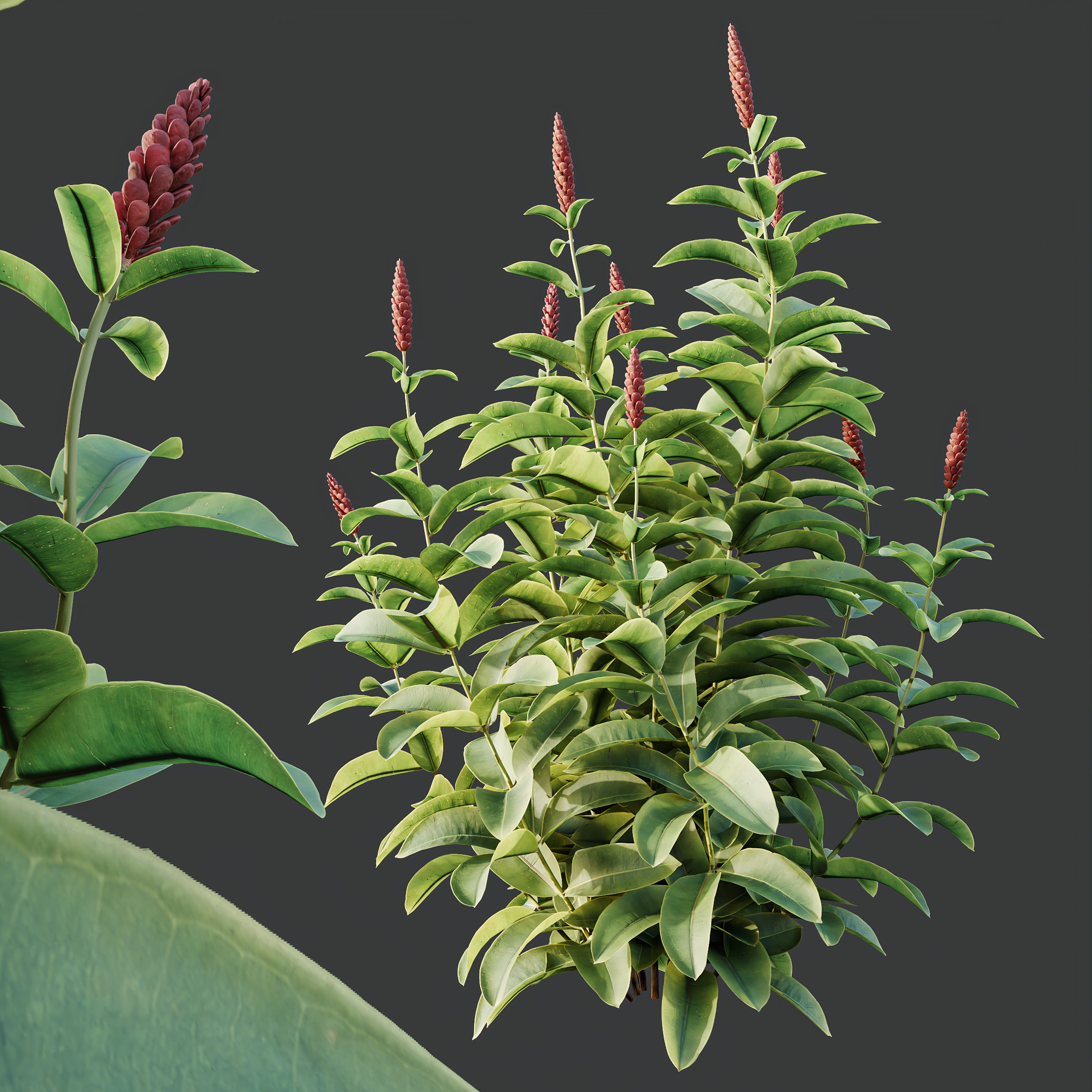 AV Colorful spring bushes Rhododendron and Malay Ginger 3D model_3