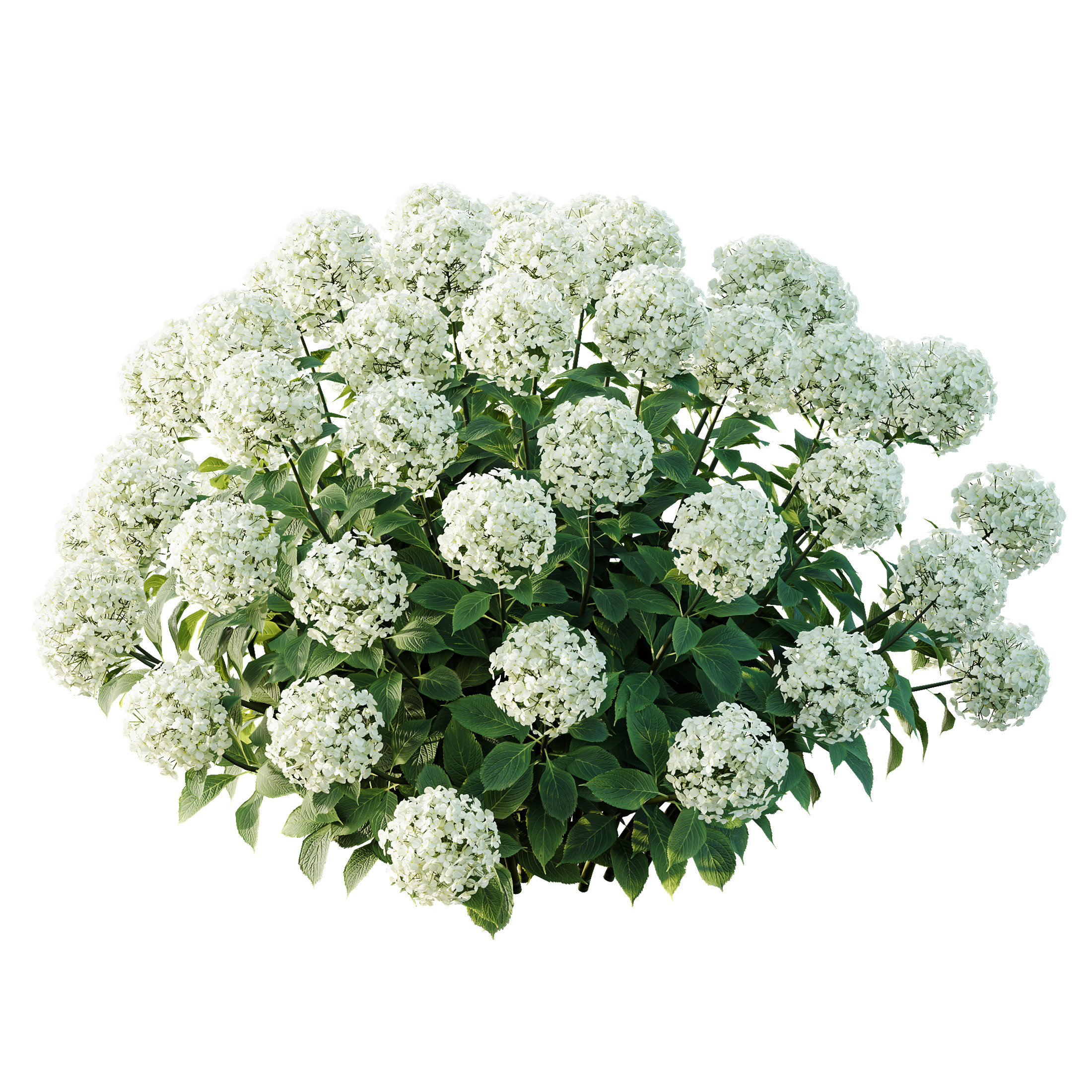 AV Colorful spring bushes Rhododendron and Malay Ginger 3D model_4