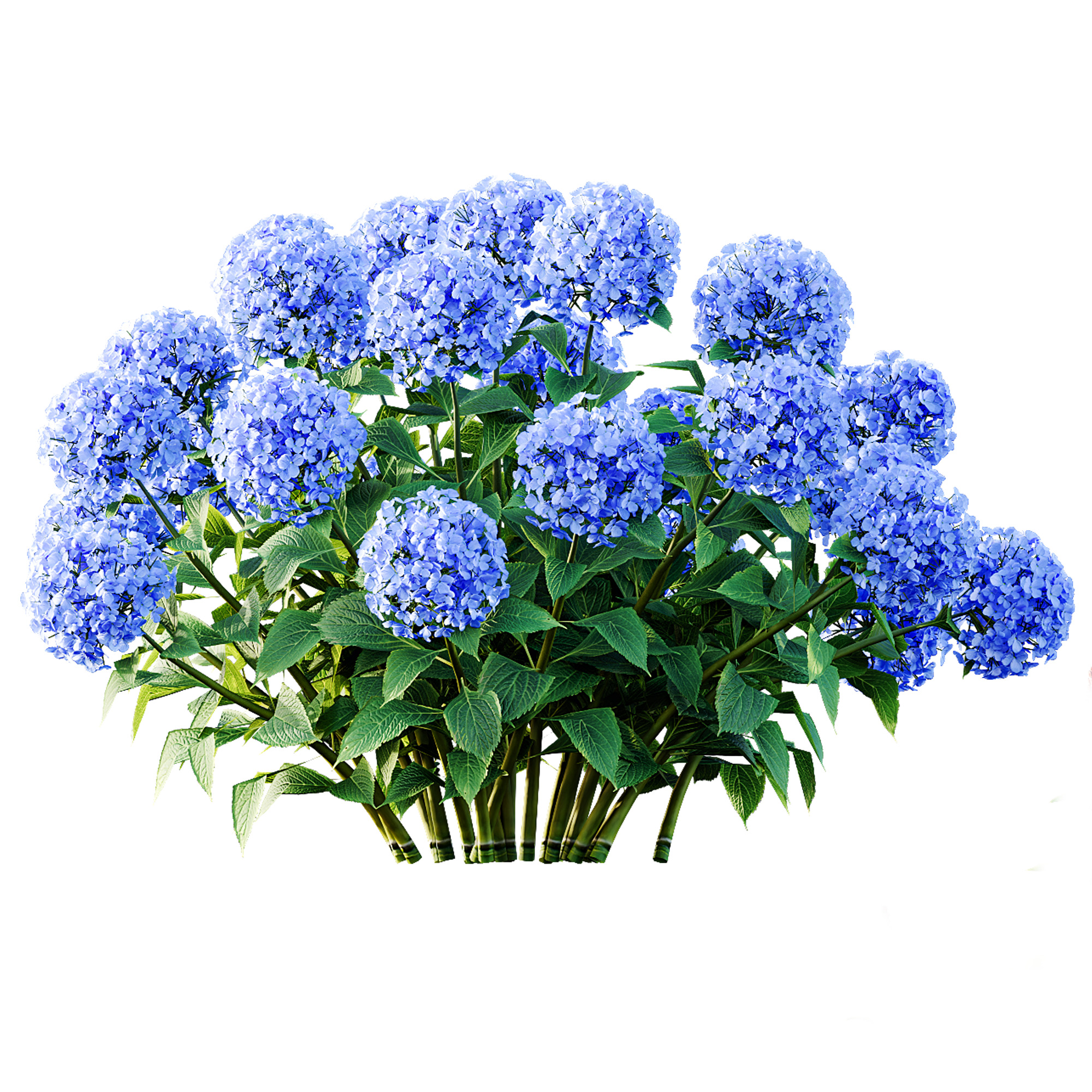 AV Colorful spring bushes Rhododendron and Malay Ginger 3D model_8