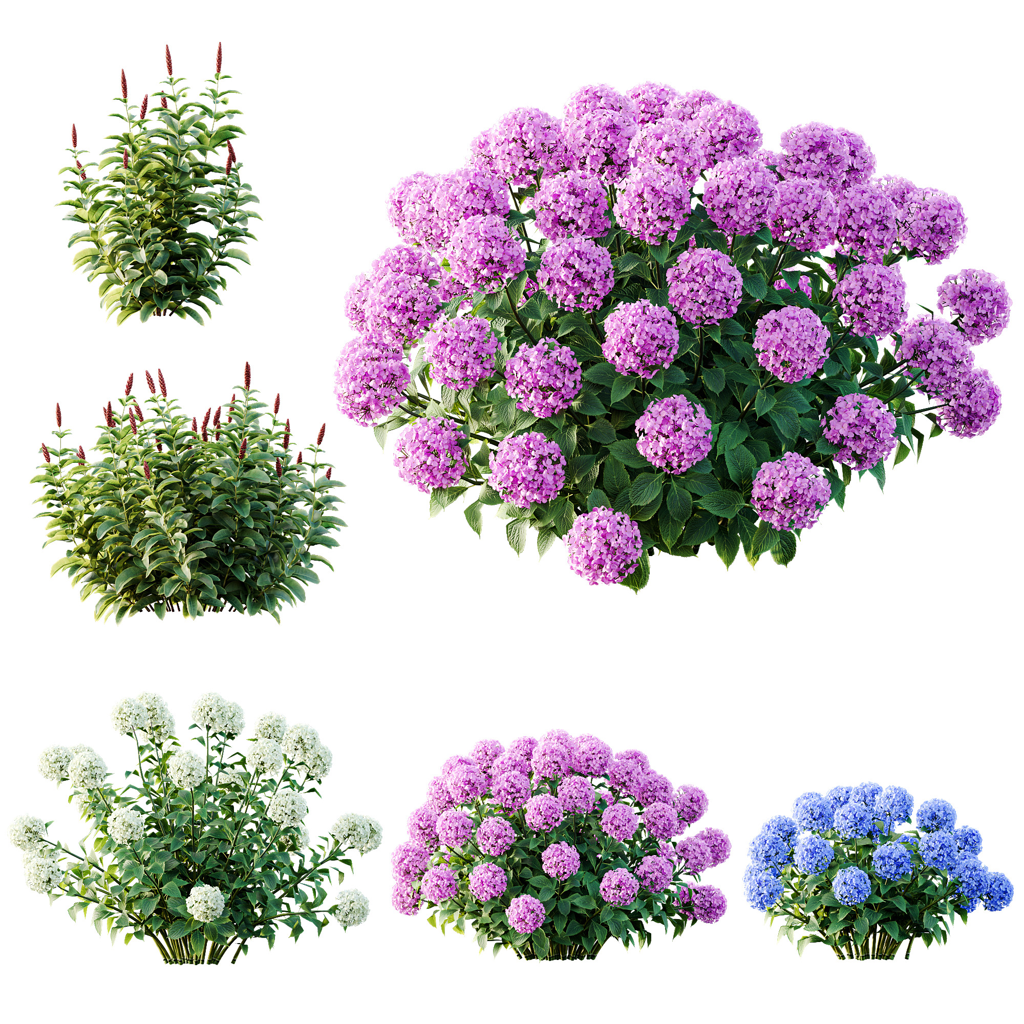 AV Colorful spring bushes Rhododendron and Malay Ginger 3D model_11