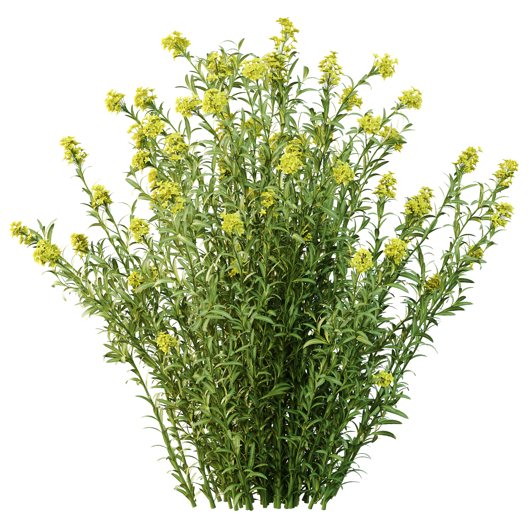 Different bush 17 3D model_4