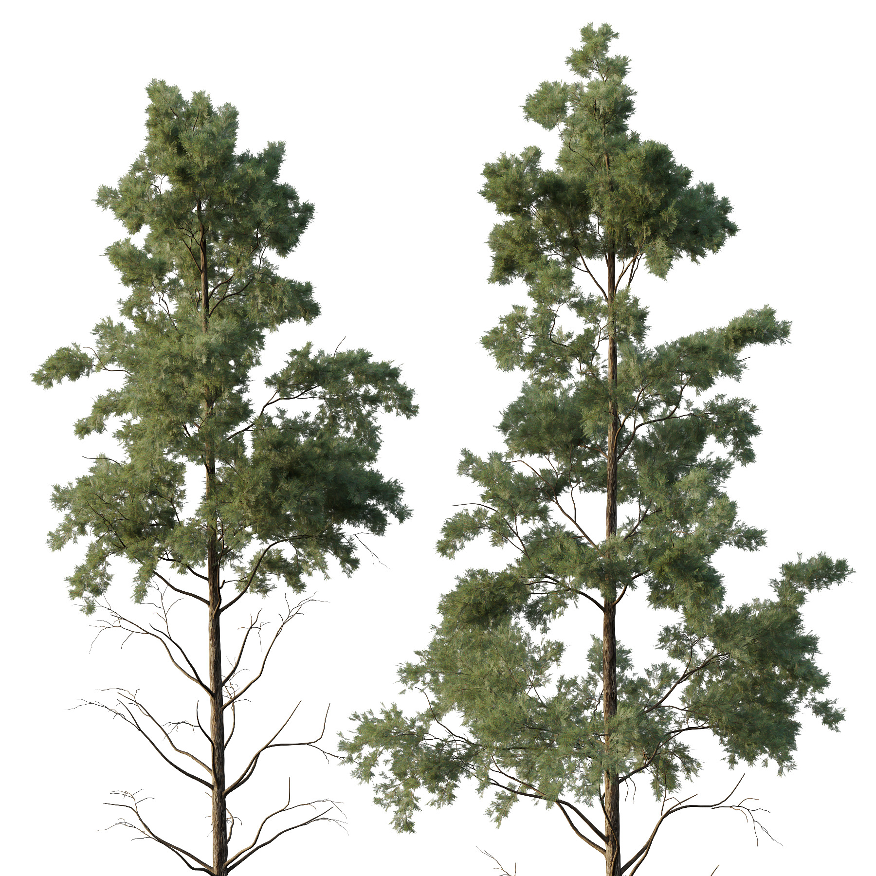 Pin Tree 002 3D model_4
