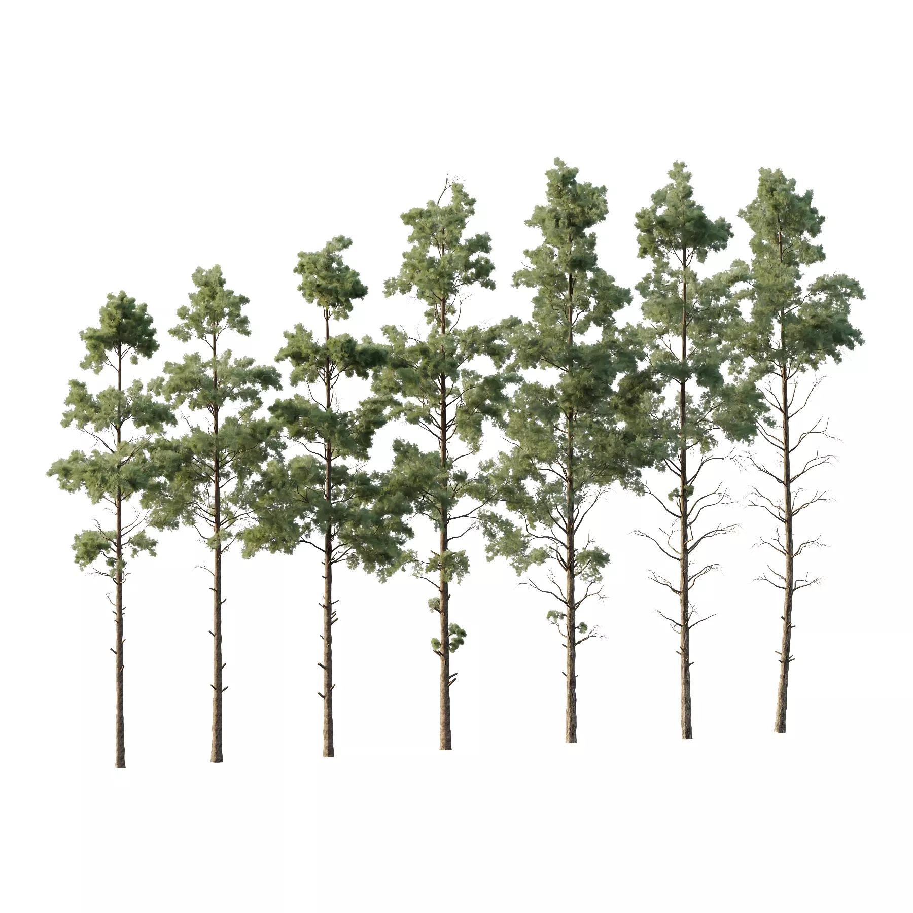 Pin Tree 002 3D model_0