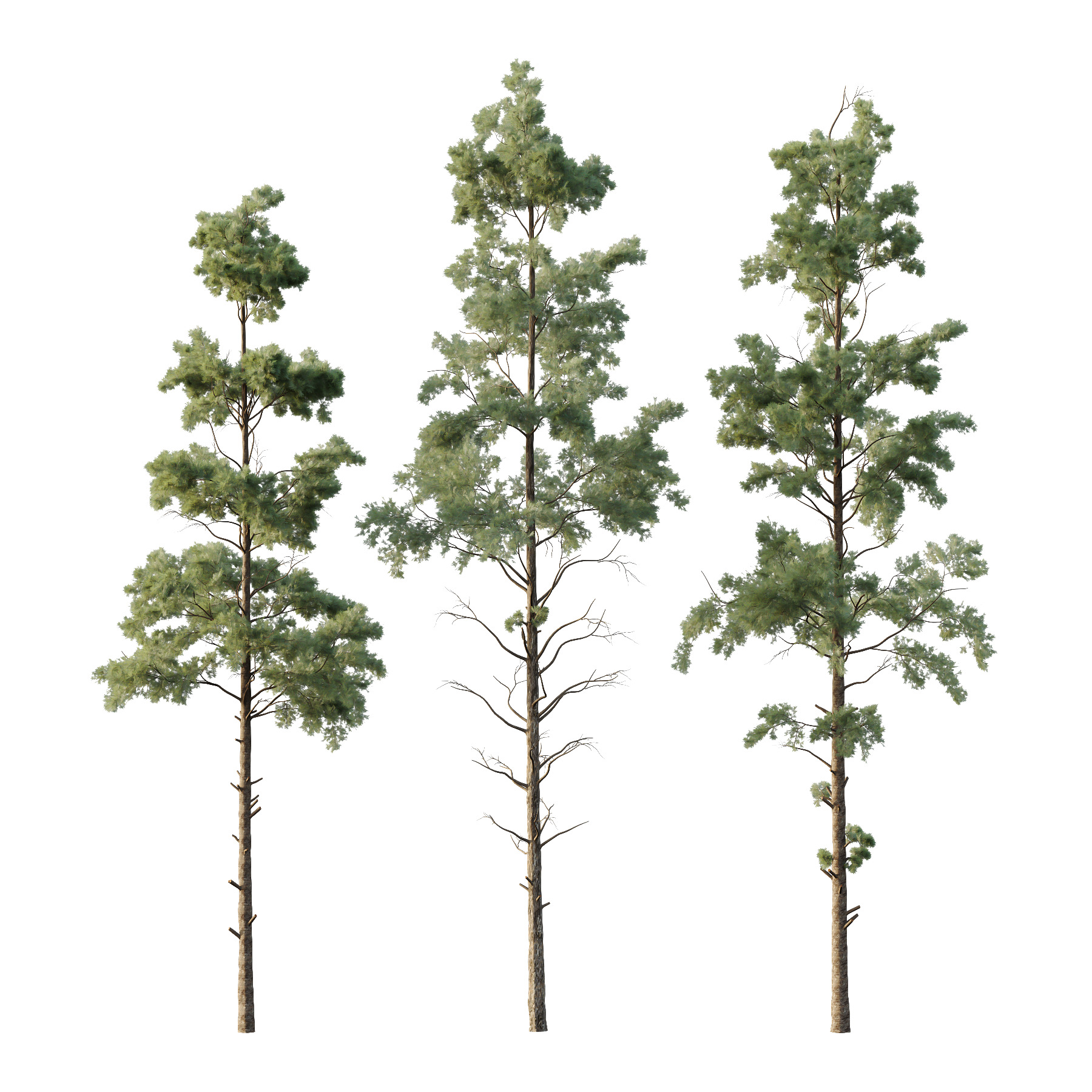 Pin Tree 002 3D model_2