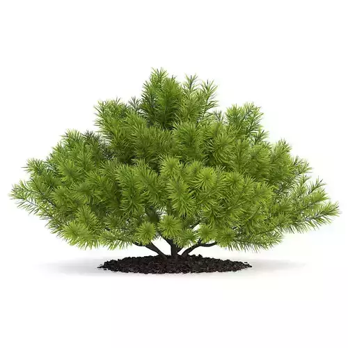 Pine Shrub Pinus