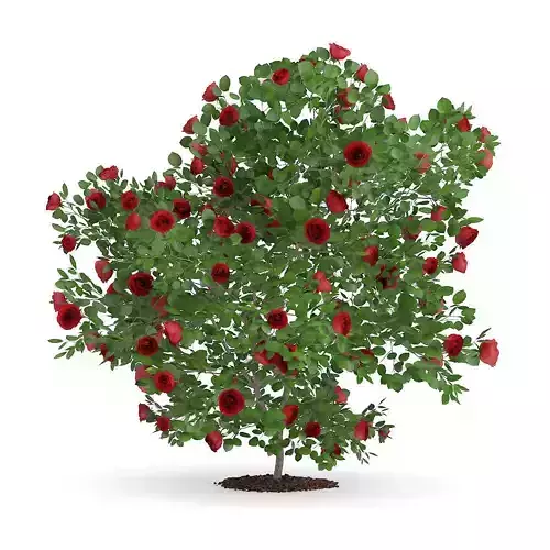Red Rose Shrub