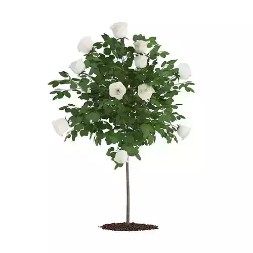 White Rose Tree