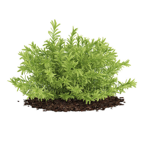 Thin Leaves Sedum Plant Sedum album 3D model