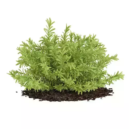 Thin Leaves Sedum Plant Sedum album 3D model