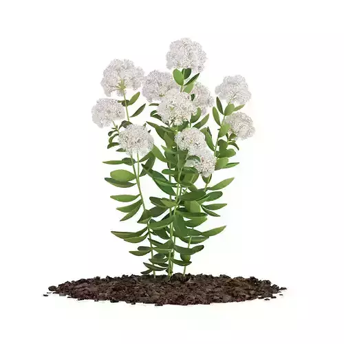 Flowering Sedum Plant Sedum sarmentosum