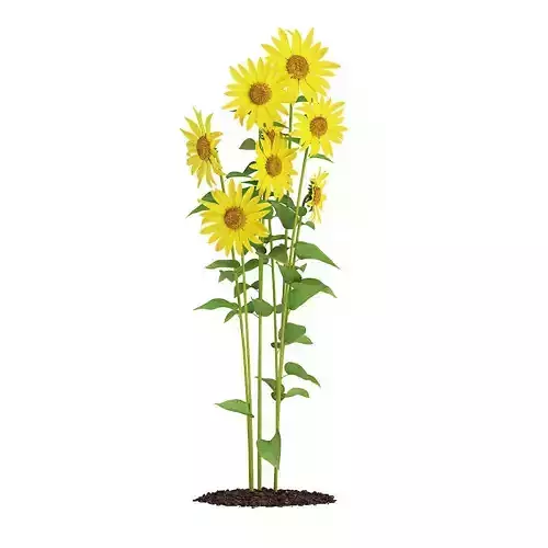 Sunflowers Helianthus