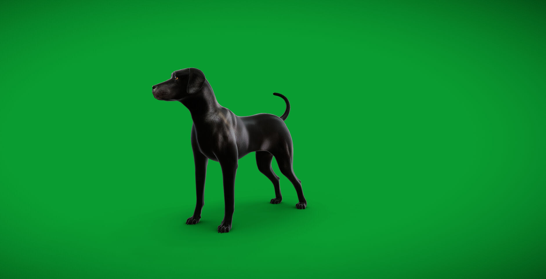 Afador Dog Low-poly 3D model_40